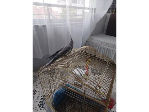 Acil satılık sultan papağanı