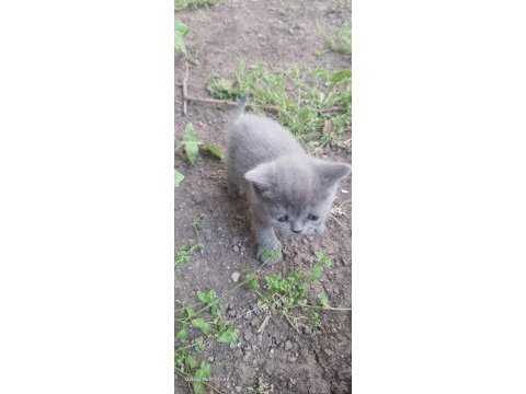 1.5 aylık british shorthair bebeklerimiz