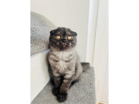 Son sıfır kulak scottish fold yeni yuvasına hazırdır