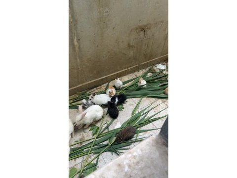Manisa aslanbaş ve lop yavru tavşanlar