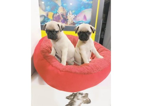 A kalite pug mops yavrularımız