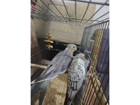 3 aylık sultan papağanı
