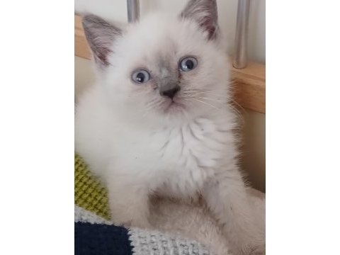 Bebek kedilerimiz yuva arıyor