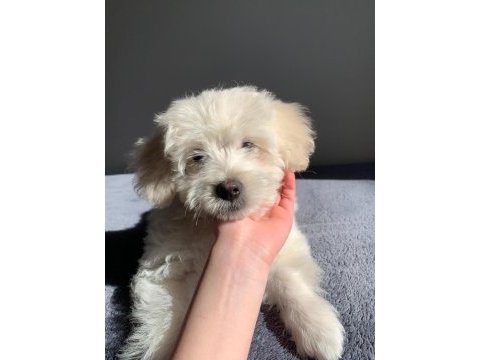 Maltese (terrier) 3 aylık