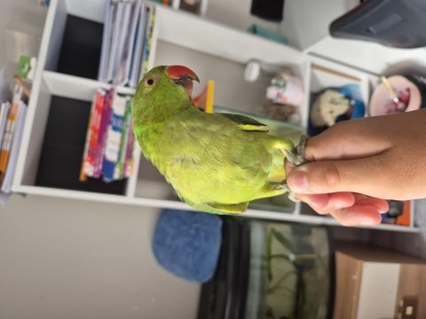 Full evcil erkek eğitimli pakistan papağanı