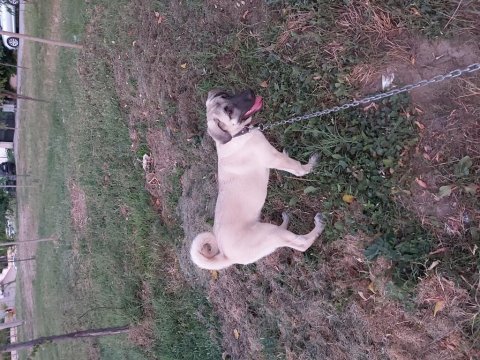 4 aylık dişi kangal