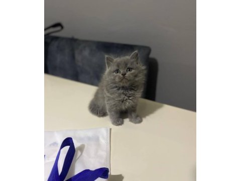 Safkan a kalite 1 buçuk aylık kedimiz mila
