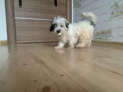 Saf kan morkie maltess 2,5 aylık erkek