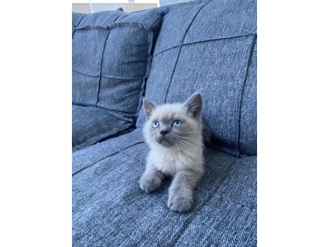 British shorthair blue point bebekler