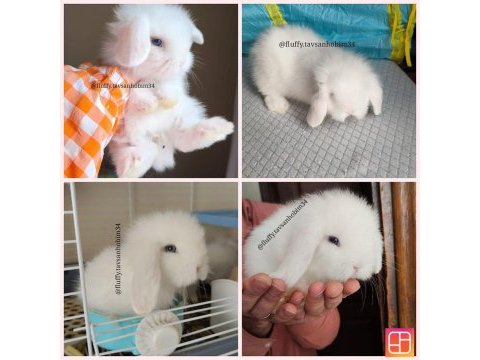 Renkli mini hollanda tavşan yavrular lop-cüce küçük
