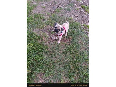 Pug yavru orijinal 2 buçuk aylık