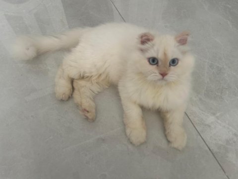 Maviş himalayan kızımız bella