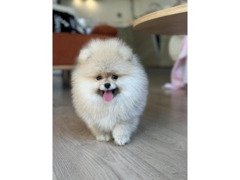 Gülen yüz dişi pomeranian boo teddy face