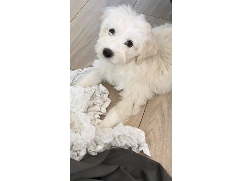 1 yaşında dişi köpeğimiz