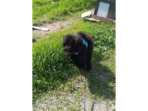 Eylül doğumlu toy poodle