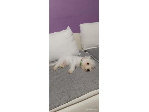 4 aylik terrier bebek uyguna verilecek