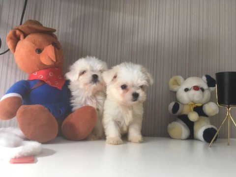 Mükemmel kalitede kore maltese bebeklerimiz