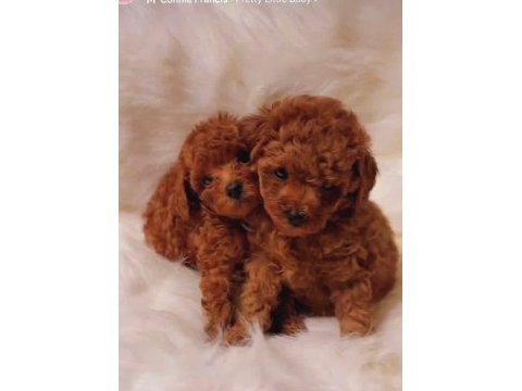 Aşılı pasaportu toy poodle yavrularımız