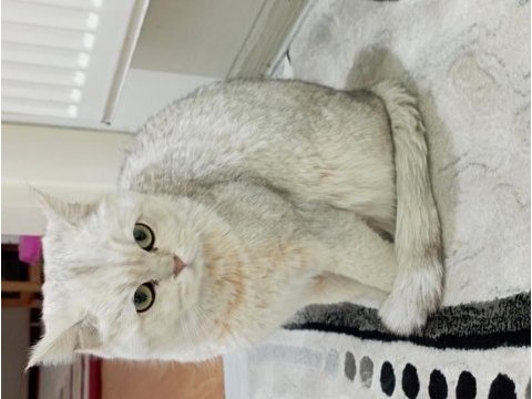 9 aylık british shorthair