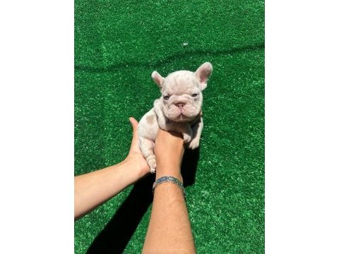 Big rope french bulldog