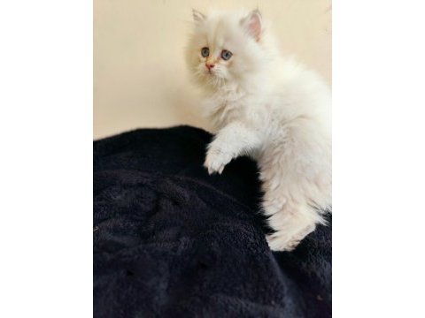 Dişi british longhair yavruma da yuva aranıyorum