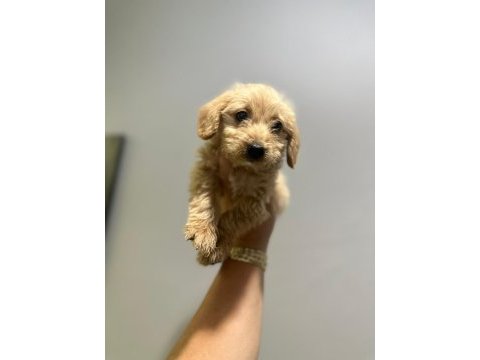 Orjinal maltipoo yavrularımız