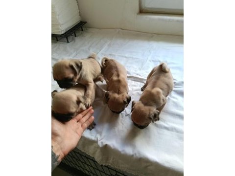 Pug yavrularımız