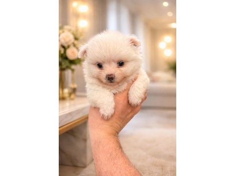 Pomeranian spitz yavrularımız