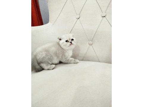 British shorthair ve scottish