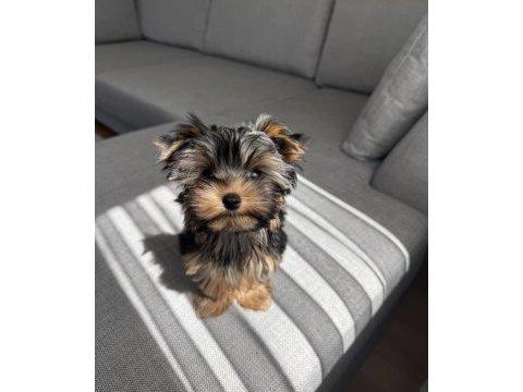 Ev doğumlu micro teacup boy yorkshire terrier