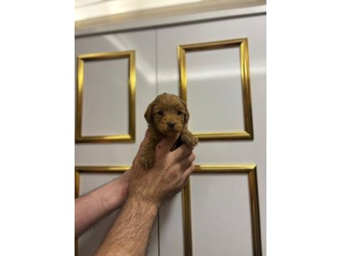 Kore poodle yavrular