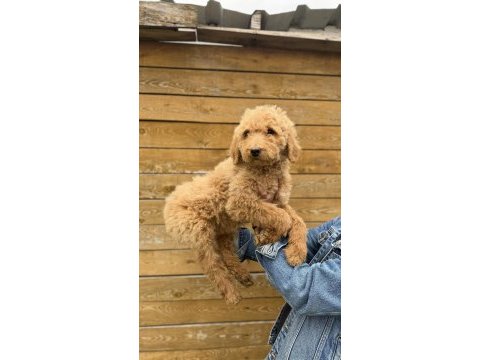 Dev poodle yavrularımız yeni ailelerini bekliyor