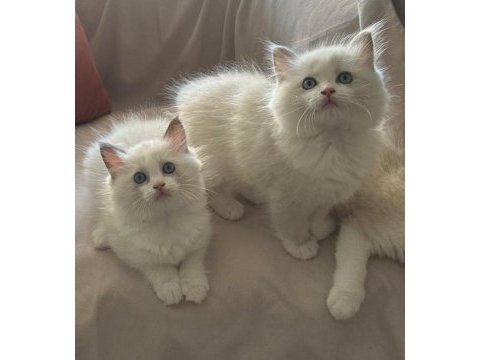 Şecereli anne ve babadan bicolor ragdoll yavrularımız