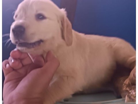 Safkan golden retriever yavrularımız