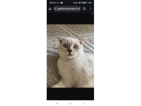 Uysal scottish fold kızım