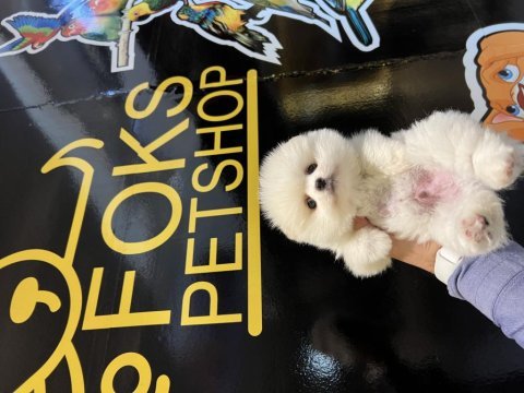 Erkek dişi pomeranian yavrular