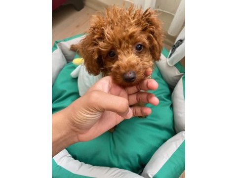 Toy poodle sahiplendirme tuvalet eğitimi vardır