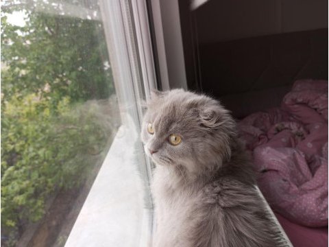 Scottish fold sevimli oğlumuzu sahiplendiriyoruz