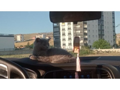 3 aylık british oğlumuza güzel ve iyi bakabilecek aile