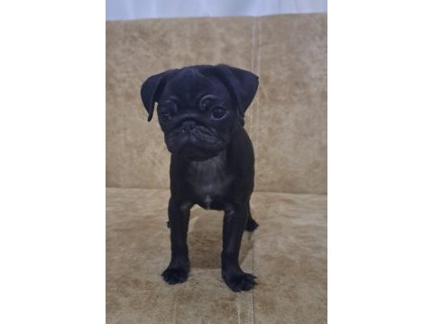 Siyah pug yavru 2 aylık