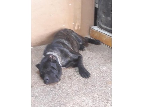 Erkek cane corso arıyorum çiftleştirmek için