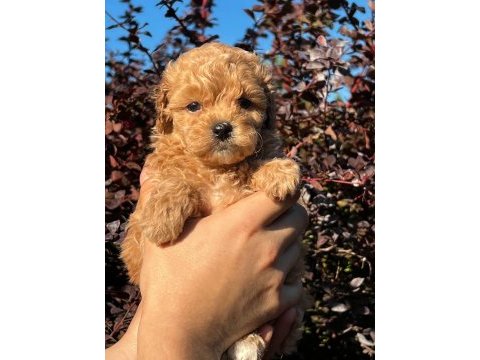 Poodle ayarında maltipo yavrular kore