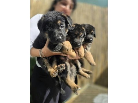 A şecereli safkan alman çoban köpeği yavrularımız