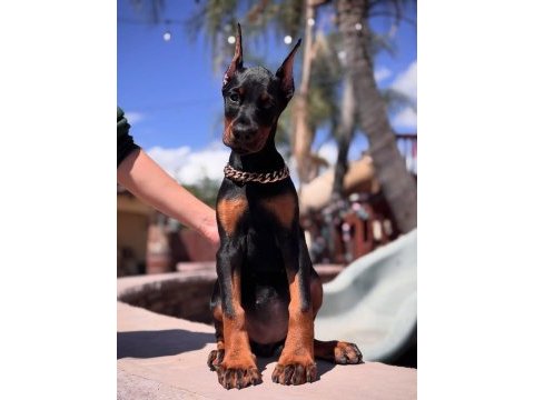 İsteğe özel estetik imkanları ile dobermanlar