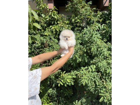 Pomeranian boo bebekler