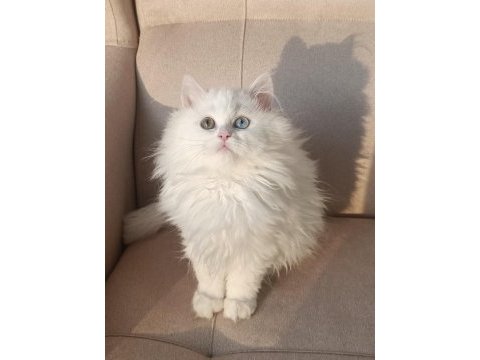 Çok nadir bulanan yavru kedimiz