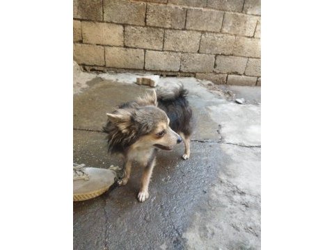 Shiba ba cinsi bakımları yapılmış 10 aylık erkek yavru