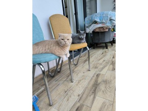 Saf ırk scottish fold