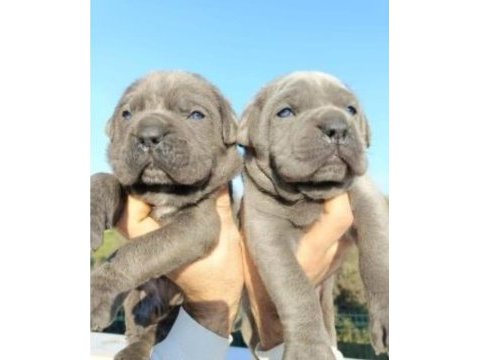 Cane corso yavrular ırk garantilidir