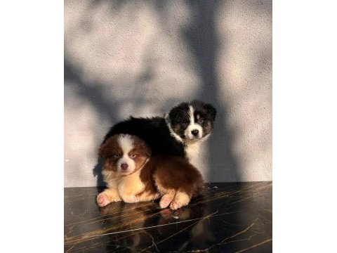 Dağ köpeği bernese yavruları çiftlikten